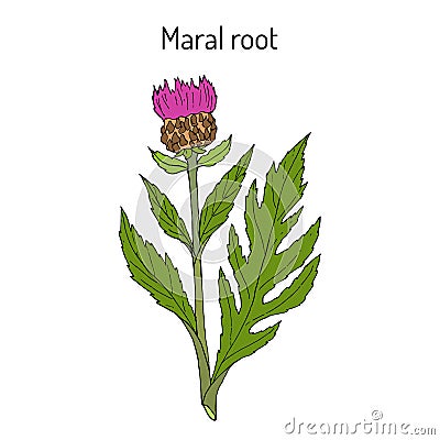 Maral root rhaponticum carthamoides , medicinal plant Vector Illustration