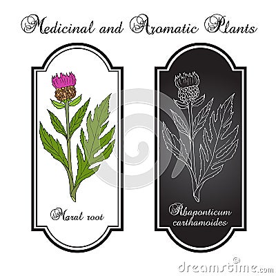 Maral root rhaponticum carthamoides , medicinal plant Vector Illustration