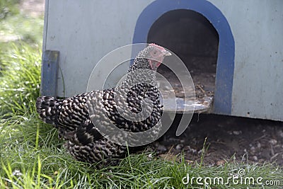 Marans minature, Stock Photo