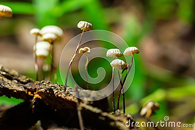 Marasmius rotula, called the pinwheel mushroom, the pinwheel marasmius, the little wheel, the collared parachute, or the horse Stock Photo