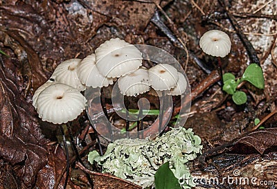 Marasmius Rotula Little Wheel Mushroom Stock Photo