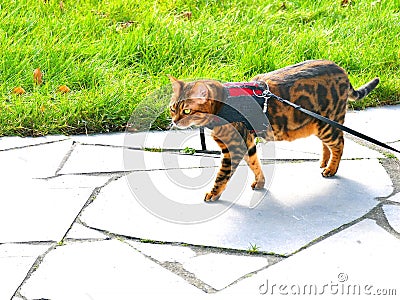 Bengal cat on a harness and leash on a stroll outside Stock Photo