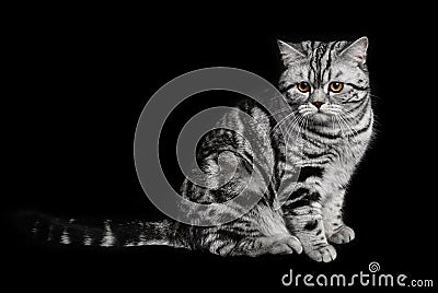 A marble british cat secretly sneaking over a black background Stock Photo