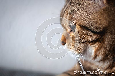 Marble British shorthair cat with yellow eyes Stock Photo