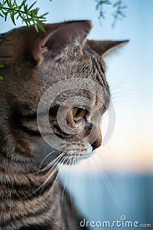 Marble British shorthair cat with yellow eyes Stock Photo