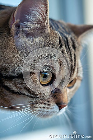 Marble British shorthair cat with yellow eyes Stock Photo