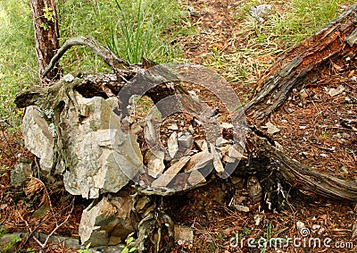 Marble cobblestone with fragments lies on a dead, rotting tree in a pine forest. The concept of transience of frailty of being, co Stock Photo