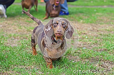 Marble dachshund walking on the green grass Stock Photo