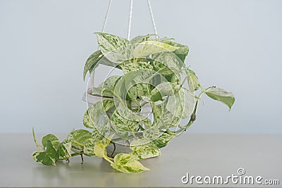 Marble Queen Pothos plant Stock Photo