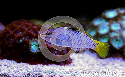 Marble Wrasse - Halichoeres hortulanus Stock Photo