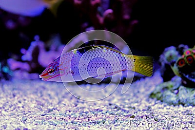 Marble Wrasse - Halichoeres hortulanus Stock Photo