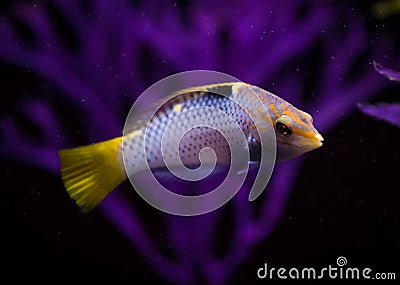 Marble Wrasse Halichoeres hortulanus Stock Photo