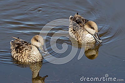 Marbled Duck in Guadalhorce Spain Stock Photo