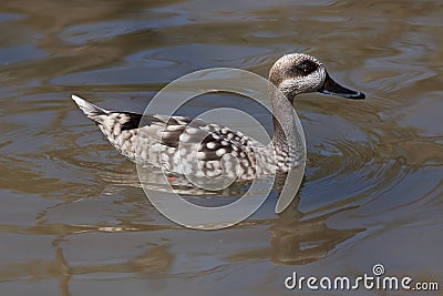 Marbled duck (Marmaronetta angustirostris). Stock Photo