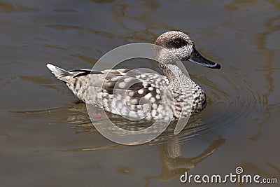 Marbled duck (Marmaronetta angustirostris). Stock Photo