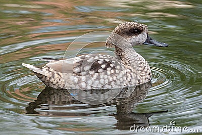 Marbled duck, or marbled Teal, Marmaronetta angustirostris, swimming on a lake Stock Photo