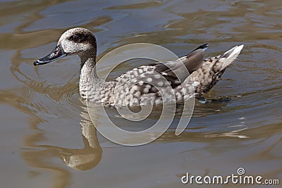 Marbled duck (Marmaronetta angustirostris). Stock Photo