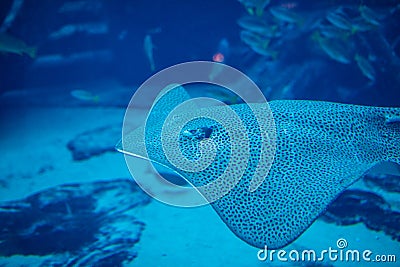 Marbled electric ray underwater in the Oceanarium Stock Photo