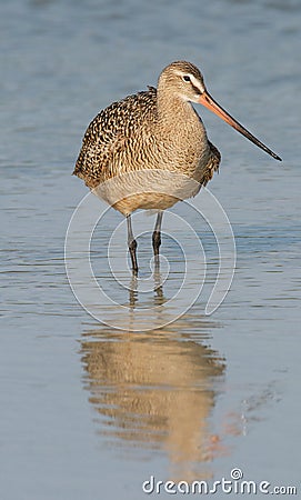 Marbled Godwit in blue water with reflection in wa Stock Photo