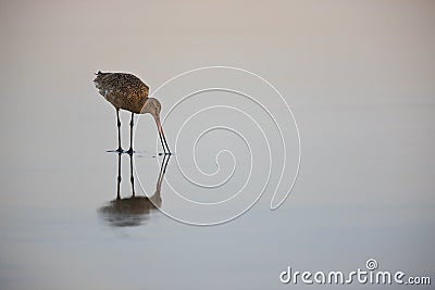 Marbled Godwit feeding in surf at dawn Stock Photo