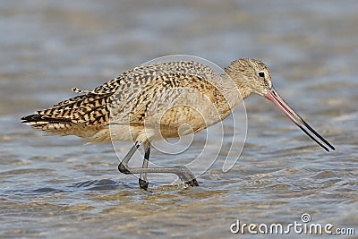 Marbled Godwit Foraging in a Tidal Pool - Florida Stock Photo