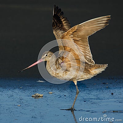 Marbled Godwit Stock Photo