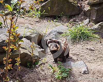 Marbled polecat, a small mammal belonging with black and white mark the face Stock Photo