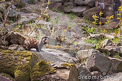 Marbled polecat, a small mammal belonging with a short muzzle and very large, noticeable ears Stock Photo