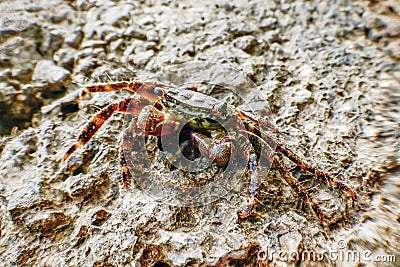 Marbled Rock Crab Pachygrapsus marmoratus Closeup Crab Stock Photo
