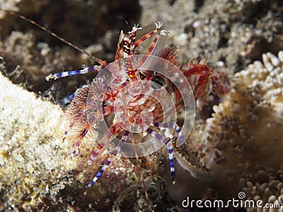 Marbled shrimp Stock Photo