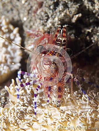 Marbled shrimp Stock Photo