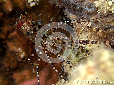 Marbled Shrimp (Saron marmoratus) Red Sea Stock Photo