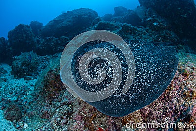 Marbled Stingray Swimming in Cocos Island Stock Photo
