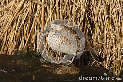 Marbled teal, Marmaronetta angustirostris Stock Photo