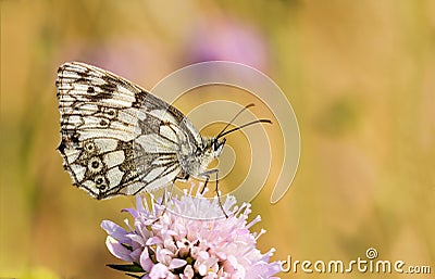 Marbled White butterfly, Melanargia galathea, on scabious. Stock Photo