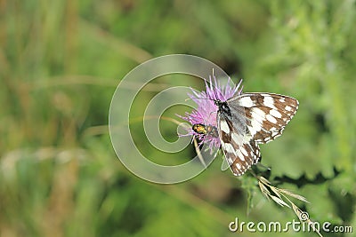 Marbled white butterfly Stock Photo
