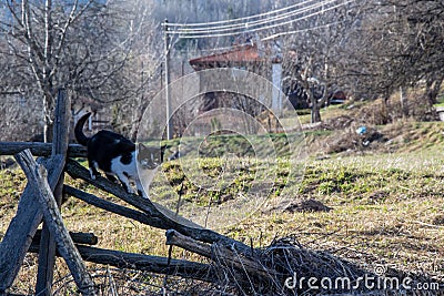 Cute black and white cat climbing on a fence, adorable kitten, animal theme Stock Photo