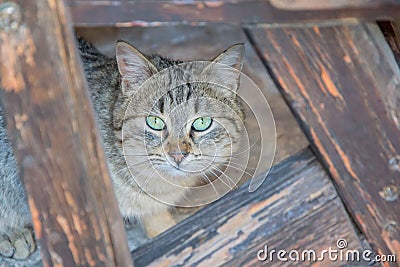 Cute cat hiding under a table, adorable kitten, animal theme Stock Photo