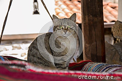 Cute cat lying in a outdoor swing on a colorful rug. Adorable kitty, animal theme Stock Photo