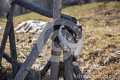 Cute black and white cat climbing on a fence, adorable kitten, animal theme Stock Photo