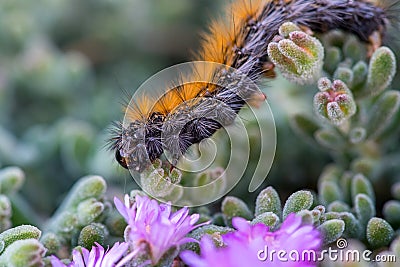 The endemic to Cyprus`March` Caterpillar marching on violet flowers Stock Photo