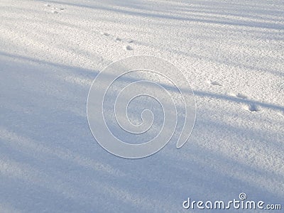 March cats. Cat footprints in the snow. Spring, morning Stock Photo