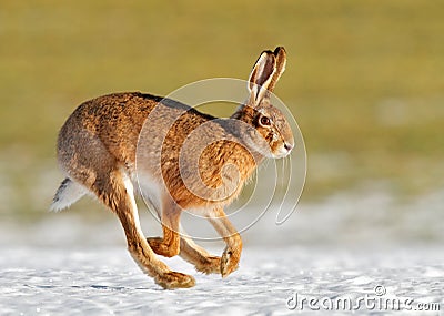 March hare Stock Photo