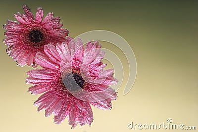 March 8. International women day. Pink daisies in water on a green background Stock Photo