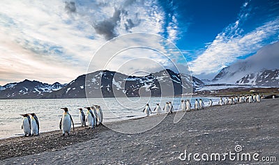 The march of the King Penguins Stock Photo