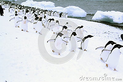 March of the Penguins Stock Photo