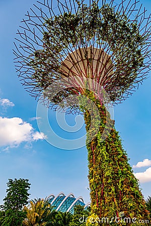 2019 March 1st, Singapore, Garden by the bay - View of the supertrees and people are doing their activities Editorial Stock Photo