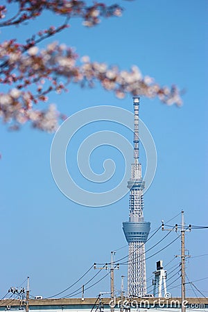 2019 March 28. Tokyo Japan. A Tokyo sky tree tower with blurred pink cherry blossom sakura on spring season time Editorial Stock Photo