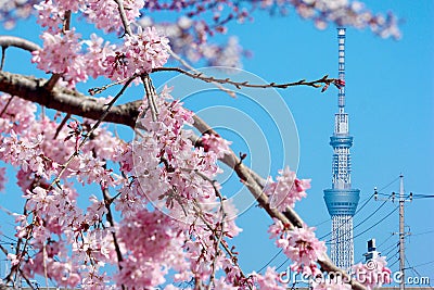 2019 March 28. Tokyo Japan. A Tokyo sky tree tower with full blooming pink cherry blossom sakura on spring season time. Editorial Stock Photo