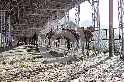 Donkeys herd carrying cooking gas and other ration from a base to the hill top. Economy concept Editorial Stock Photo